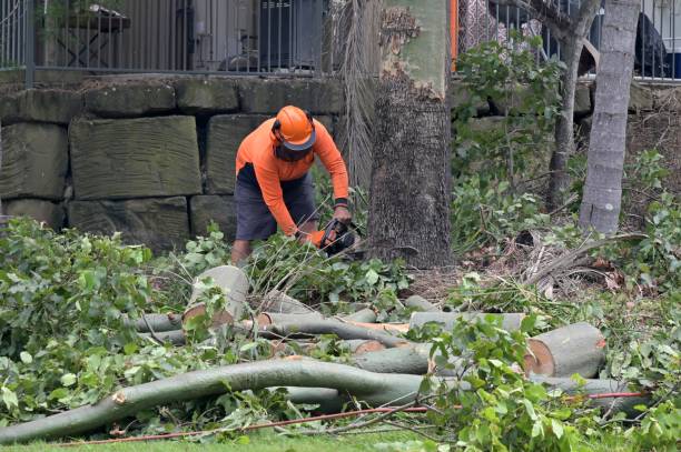 Emergency Storm Tree Removal in Santa Teresa, NM